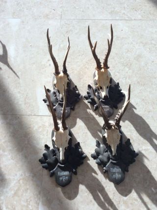 4 Dated Handcarved Wood Wooden Pine Plaques Antlers Black Forest Taxidermy