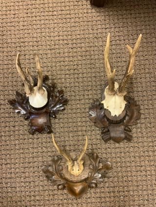 3 Black Forest Antlers On Wooden Antique Plaques Taxidermy Antique Inscription