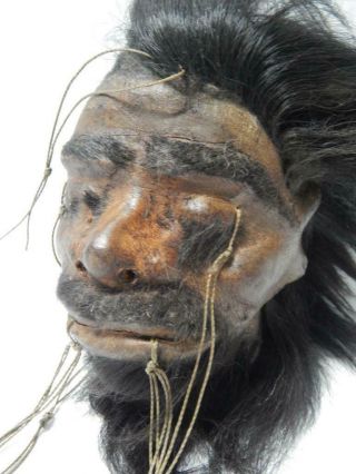 Museum Quality Looks Real Shrunken Head Tsantsa Jivaro Oddity Sideshow Taxidermy