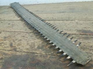 Antique Saw Fish Bill Taxidermy Exhibit Old Curio