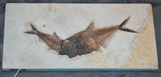 Rare Fossil Fish Aspiration – Green River Formation Diplomystus And Knightia