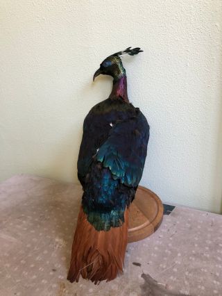 Taxidermy Peacock Himalayan Impeyan Monal Pheasant Crow Rare Victorian Bird
